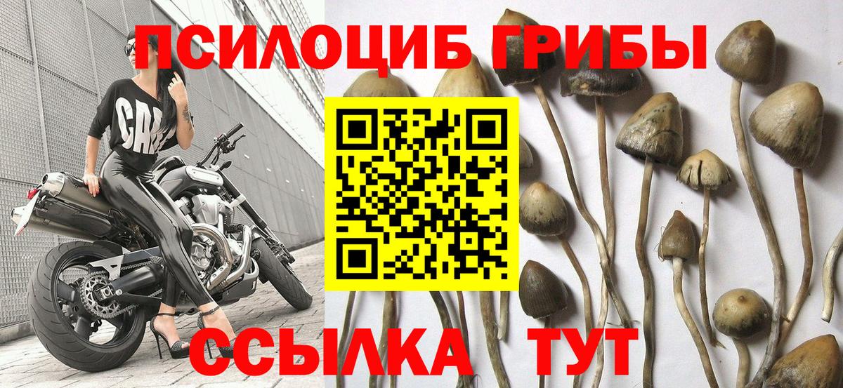 Псилоцибиновые грибы Cubensis Елабуга